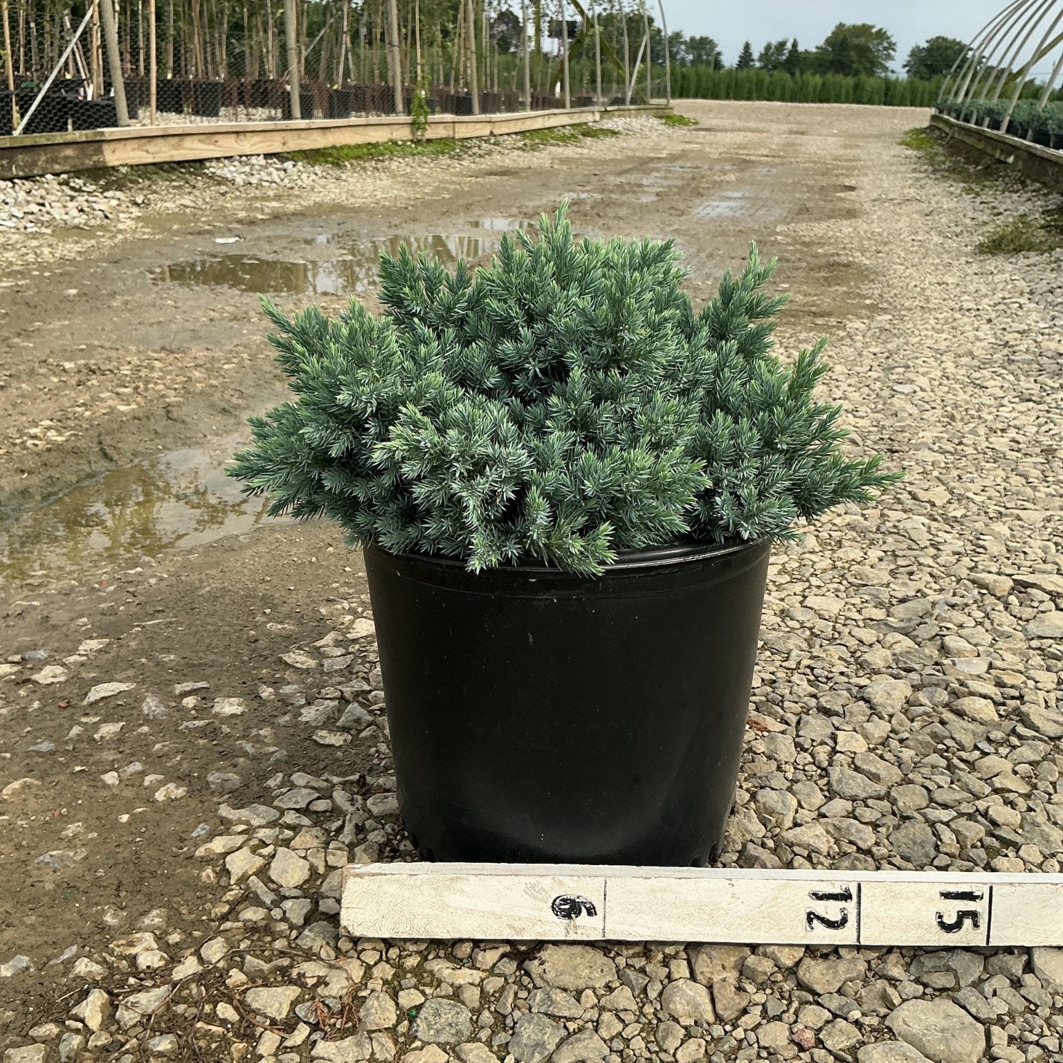 Blue Star Juniper in a #3 container showing dense silvery-blue foliage, displayed at a nursery with a measurement ruler.