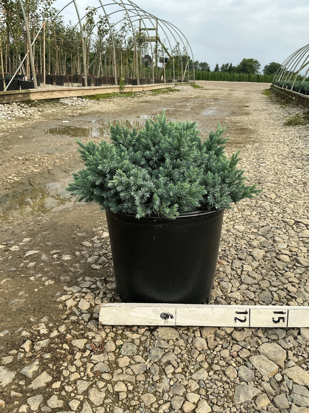 Blue Star Juniper in a #3 container showing dense silvery-blue foliage, displayed at a nursery with a measurement ruler.