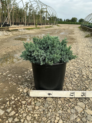 Blue Star Juniper in a #3 container showing dense silvery-blue foliage, displayed at a nursery with a measurement ruler.