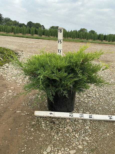 Old Gold Juniper in a #3 container with a measuring stake, showing dense spreading green foliage at a nursery.
