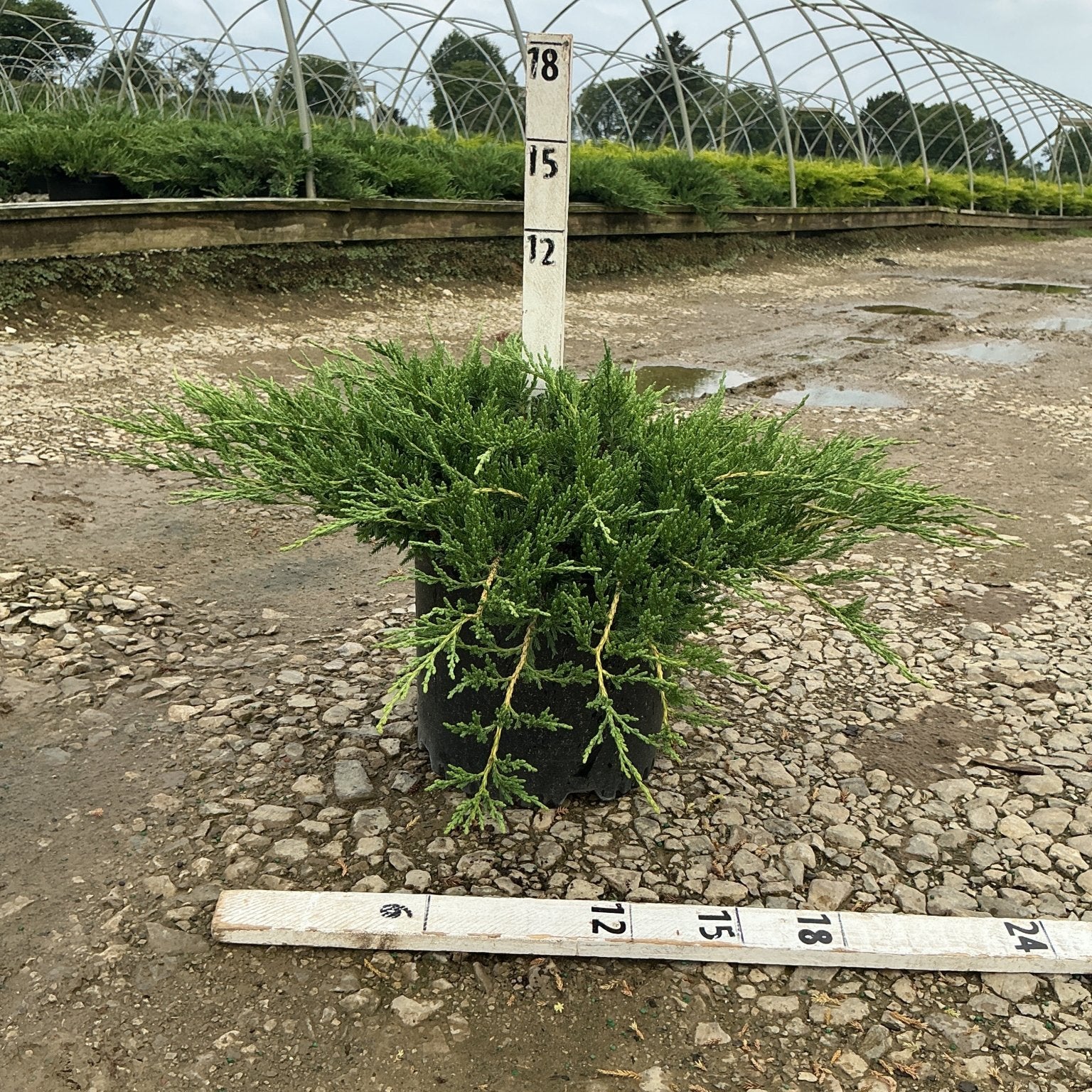 Green Sargent Juniper in a #3 container with spreading low-growing habit, measured against nursery sizing stakes.