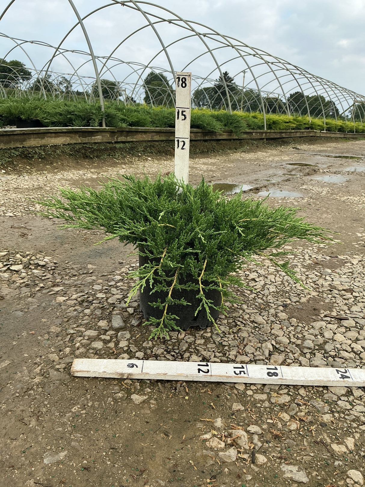 Green Sargent Juniper in a #3 container with spreading low-growing habit, measured against nursery sizing stakes.