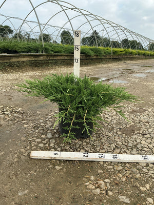 Green Sargent Juniper in a #3 container with spreading low-growing habit, measured against nursery sizing stakes.
