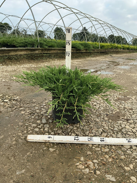 Green Sargent Juniper in a #3 container with spreading low-growing habit, measured against nursery sizing stakes.