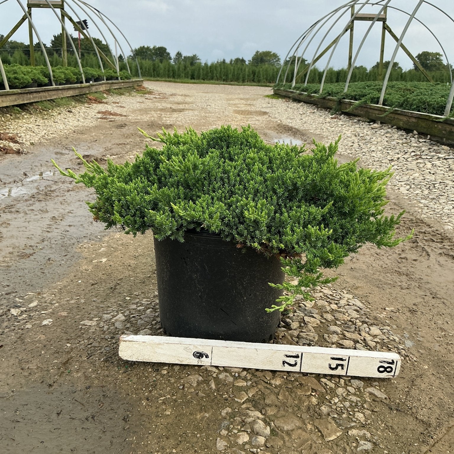 Juniperus procumbens Nana dwarf Japanese garden juniper in a #3 container, shown with a size ruler at a nursery.