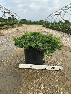 Juniperus procumbens Nana dwarf Japanese garden juniper in a #3 container, shown with a size ruler at a nursery.