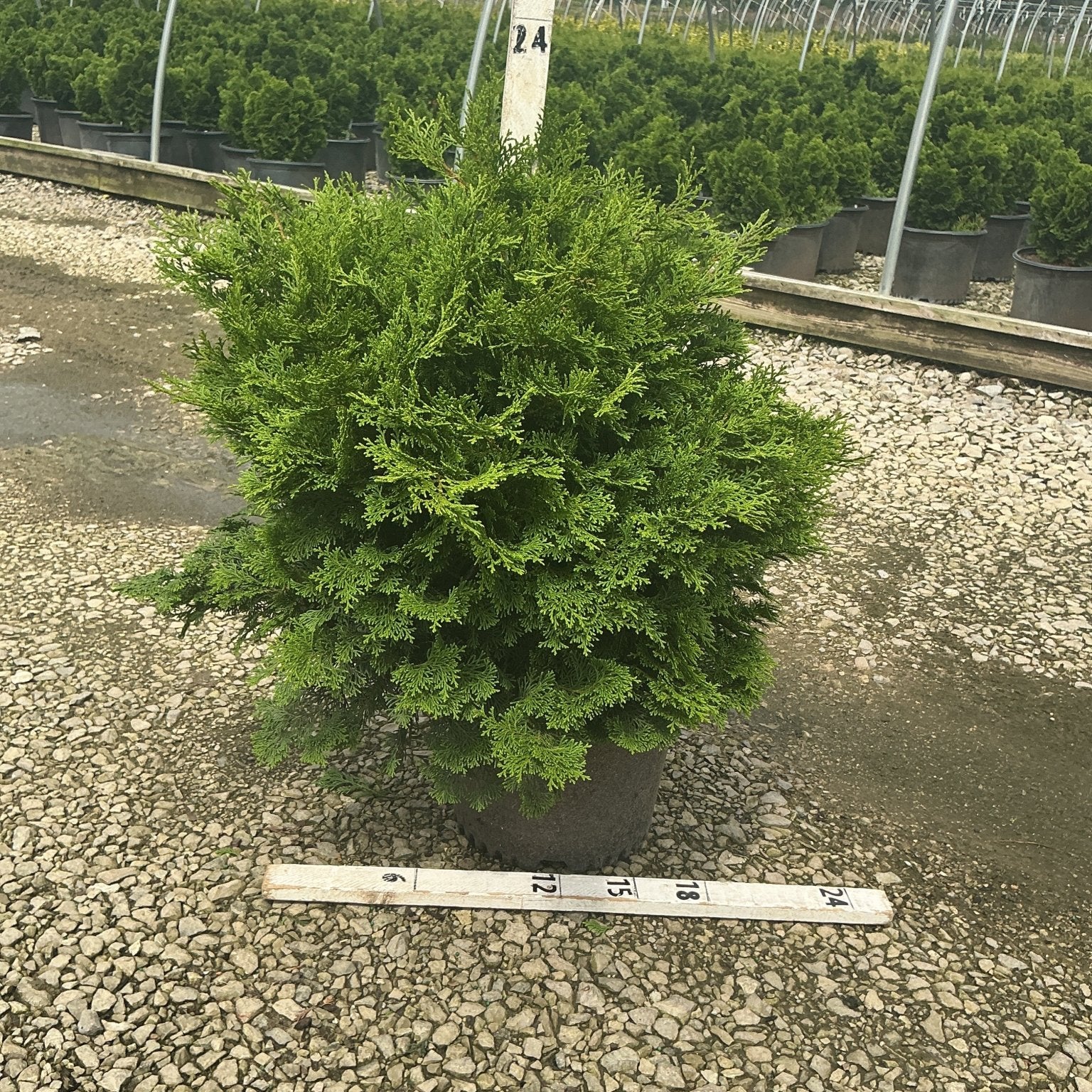 Tempelhof Hinoki False Cypress shrub in a #3 container at a nursery, showing dense rounded green foliage.