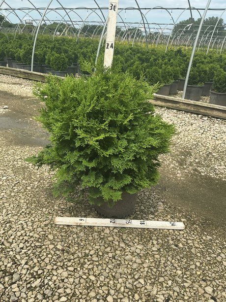 Tempelhof Hinoki False Cypress shrub in a #3 container at a nursery, showing dense rounded green foliage.