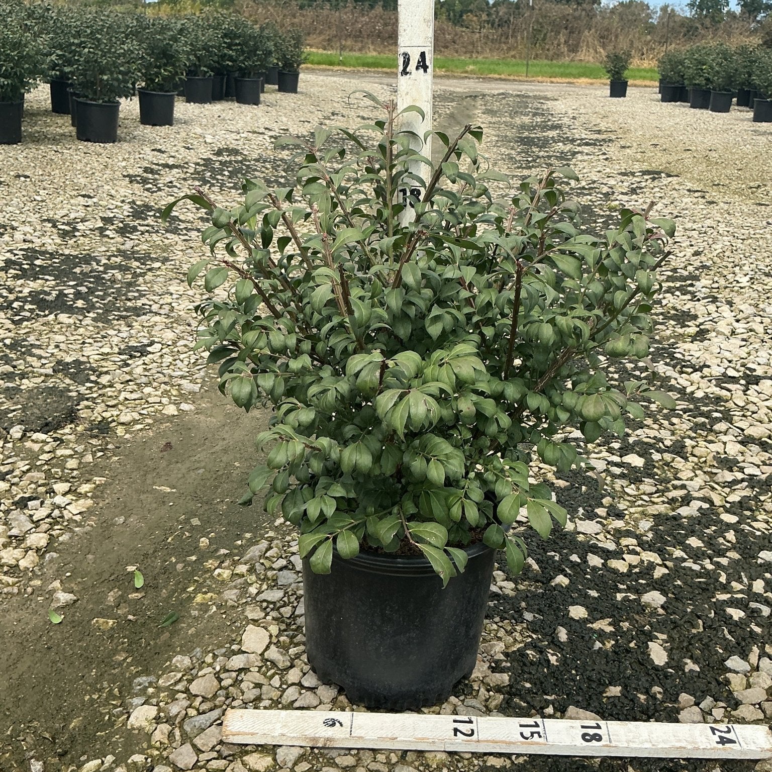 Compacta Burning Bush in a #3 nursery container with dense green foliage, shown against a gravel growing yard.