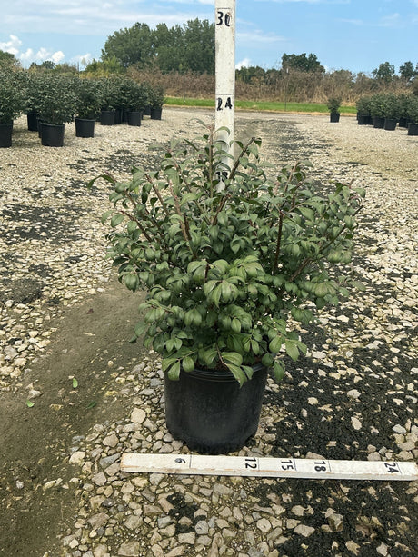 Compacta Burning Bush in a #3 nursery container with dense green foliage, shown against a gravel growing yard.