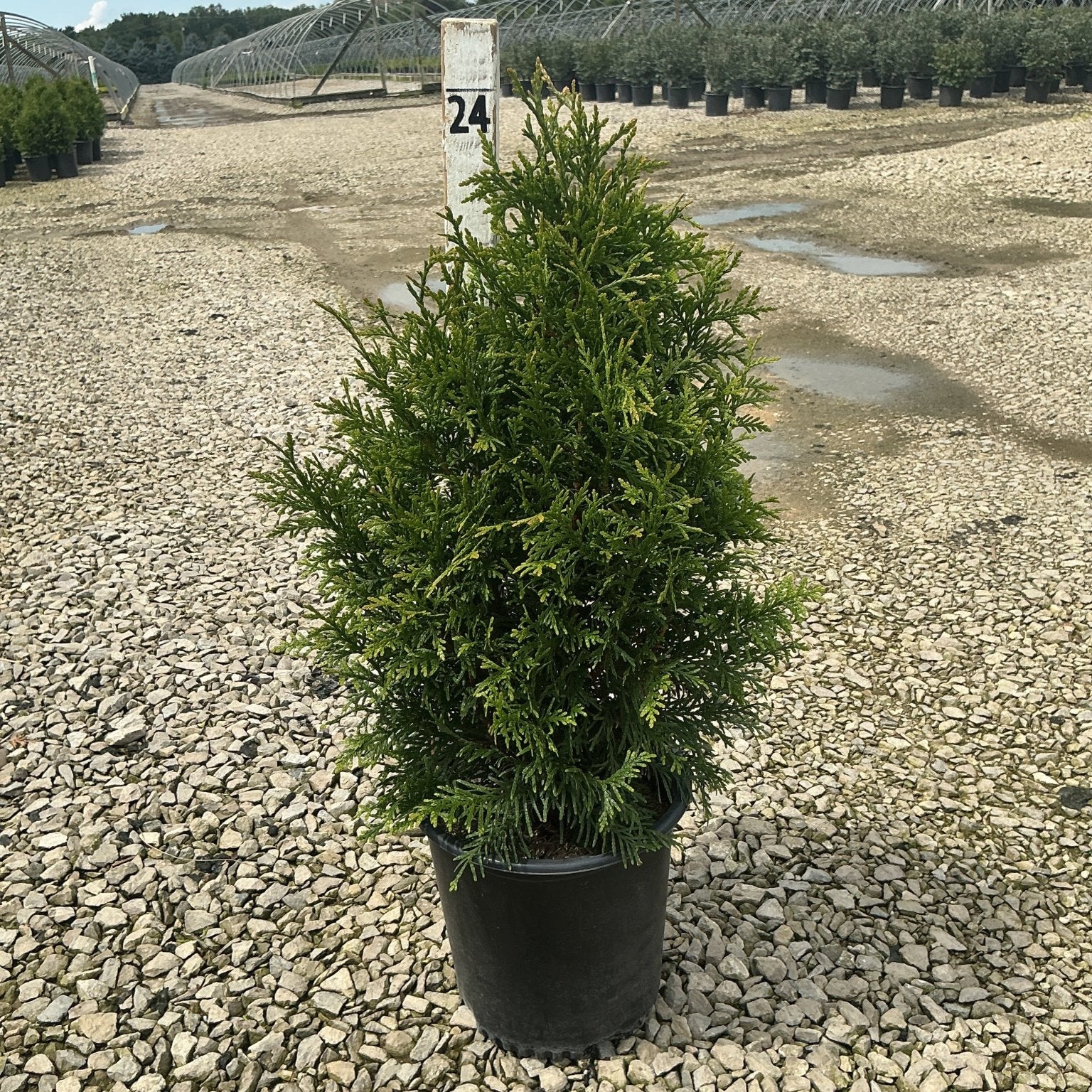 Junior Giant Arborvitae in a black nursery container, showing dense pyramidal evergreen foliage at a growing facility.