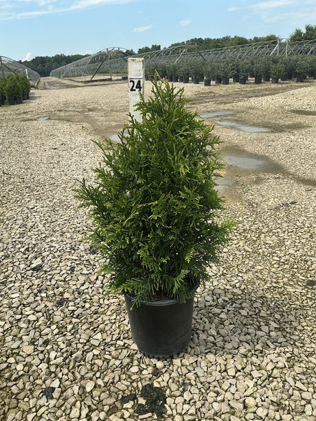 Junior Giant Arborvitae in a black nursery container, showing dense pyramidal evergreen foliage at a growing facility.