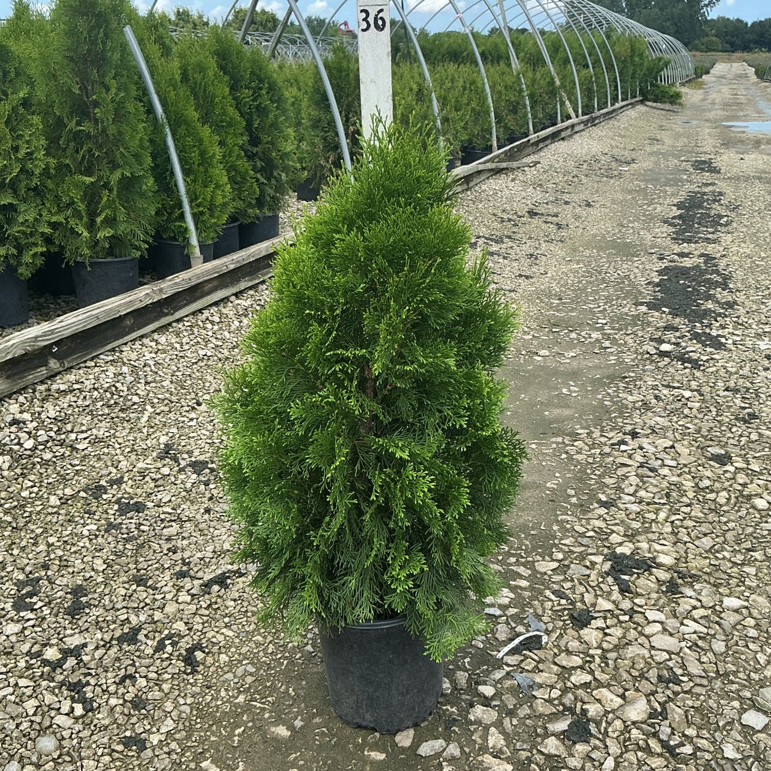 Emerald Green Arborvitae in a black nursery container at a plant growing facility, showing dense pyramidal green foliage.