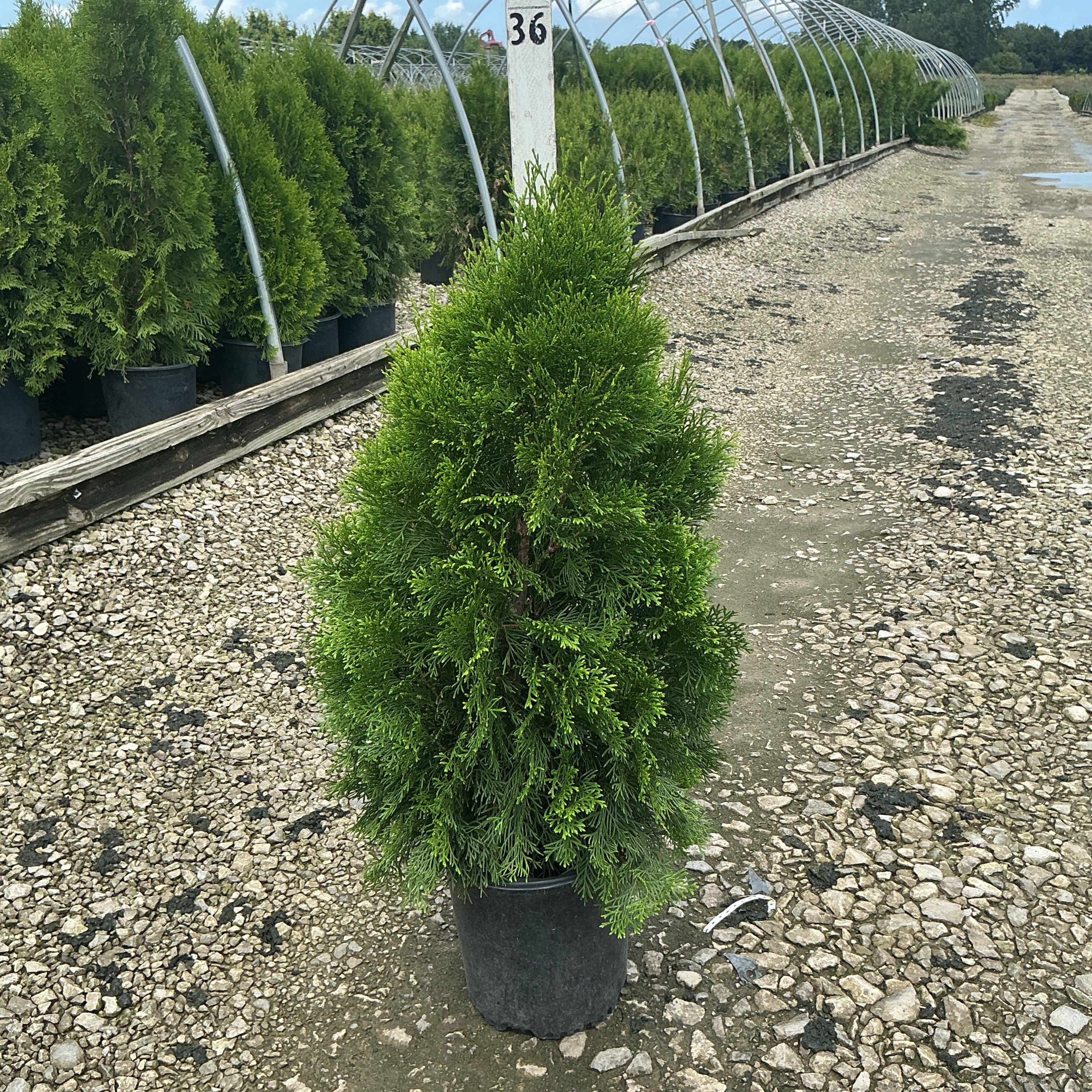 Emerald Green Arborvitae in a black nursery container at a plant growing facility, showing dense pyramidal green foliage.