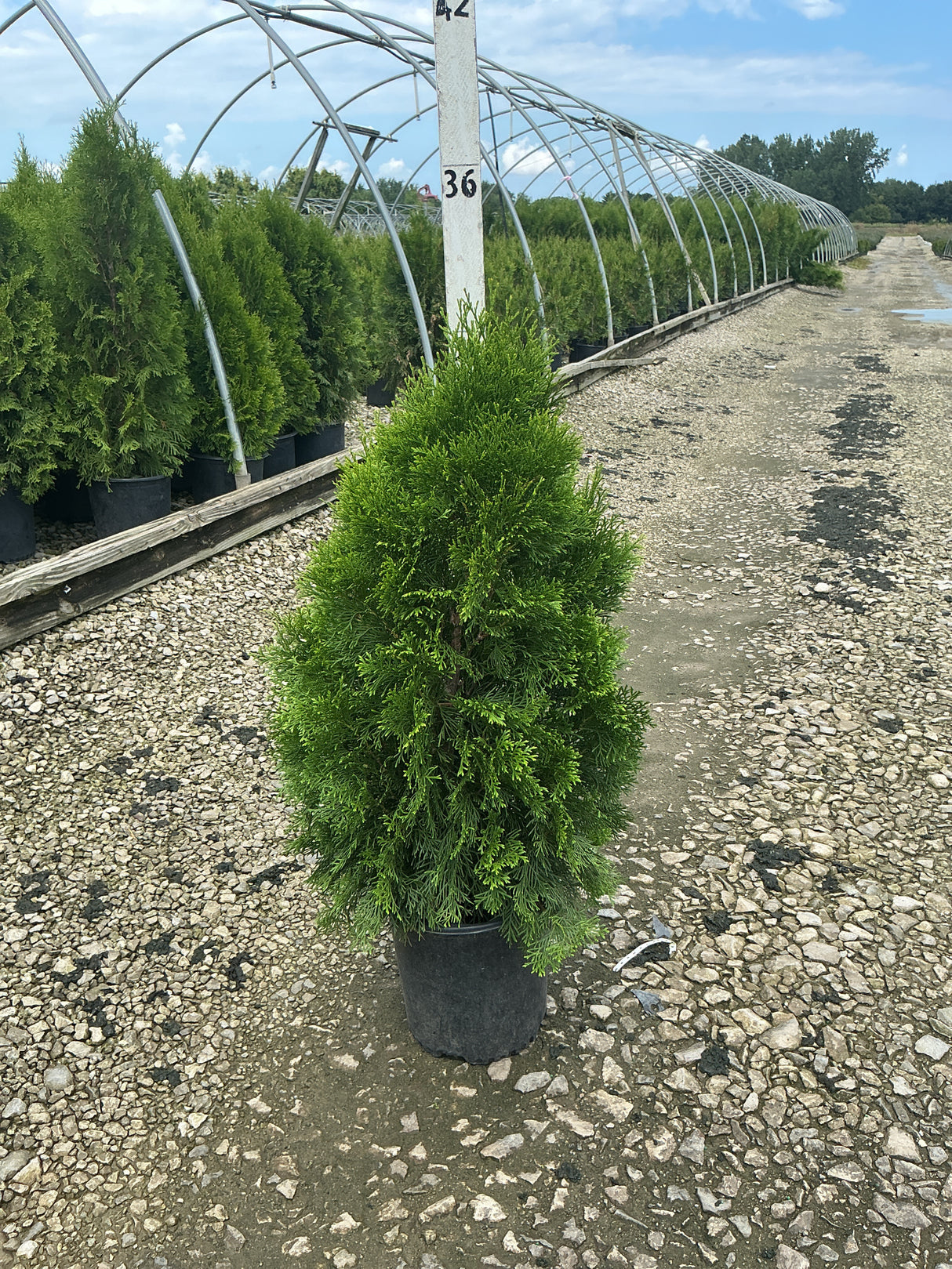 Emerald Green Arborvitae in a black nursery container at a plant growing facility, showing dense pyramidal green foliage.