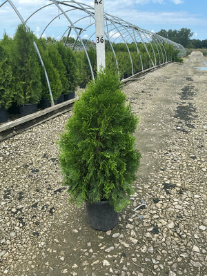 Emerald Green Arborvitae in a black nursery container at a plant growing facility, showing dense pyramidal green foliage.