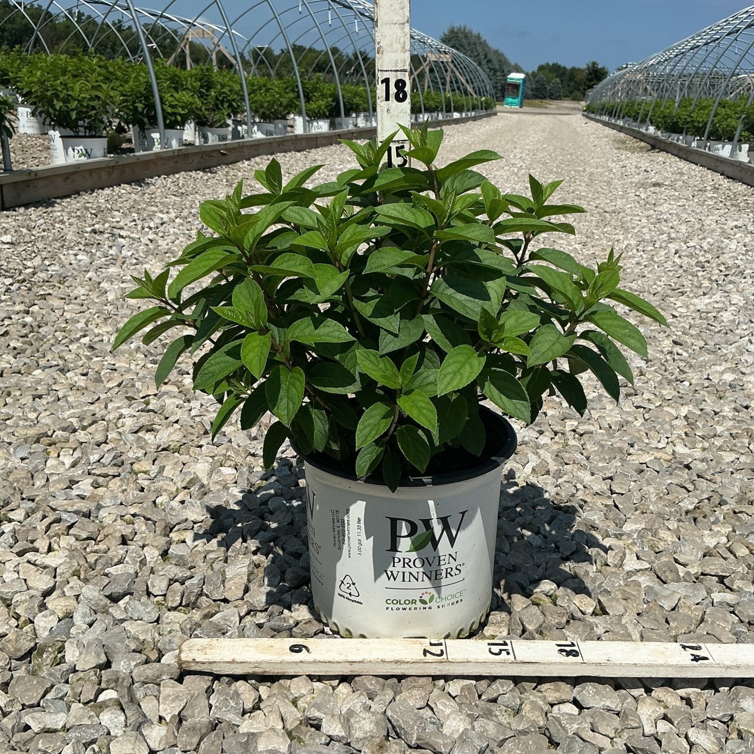 Bobo Panicle Hydrangea shrub in a Proven Winners #3 container, shown against a gravel nursery row with measurement markers.