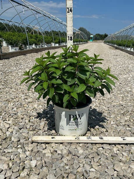 Bobo Panicle Hydrangea shrub in a Proven Winners #3 container, shown against a gravel nursery row with measurement markers.