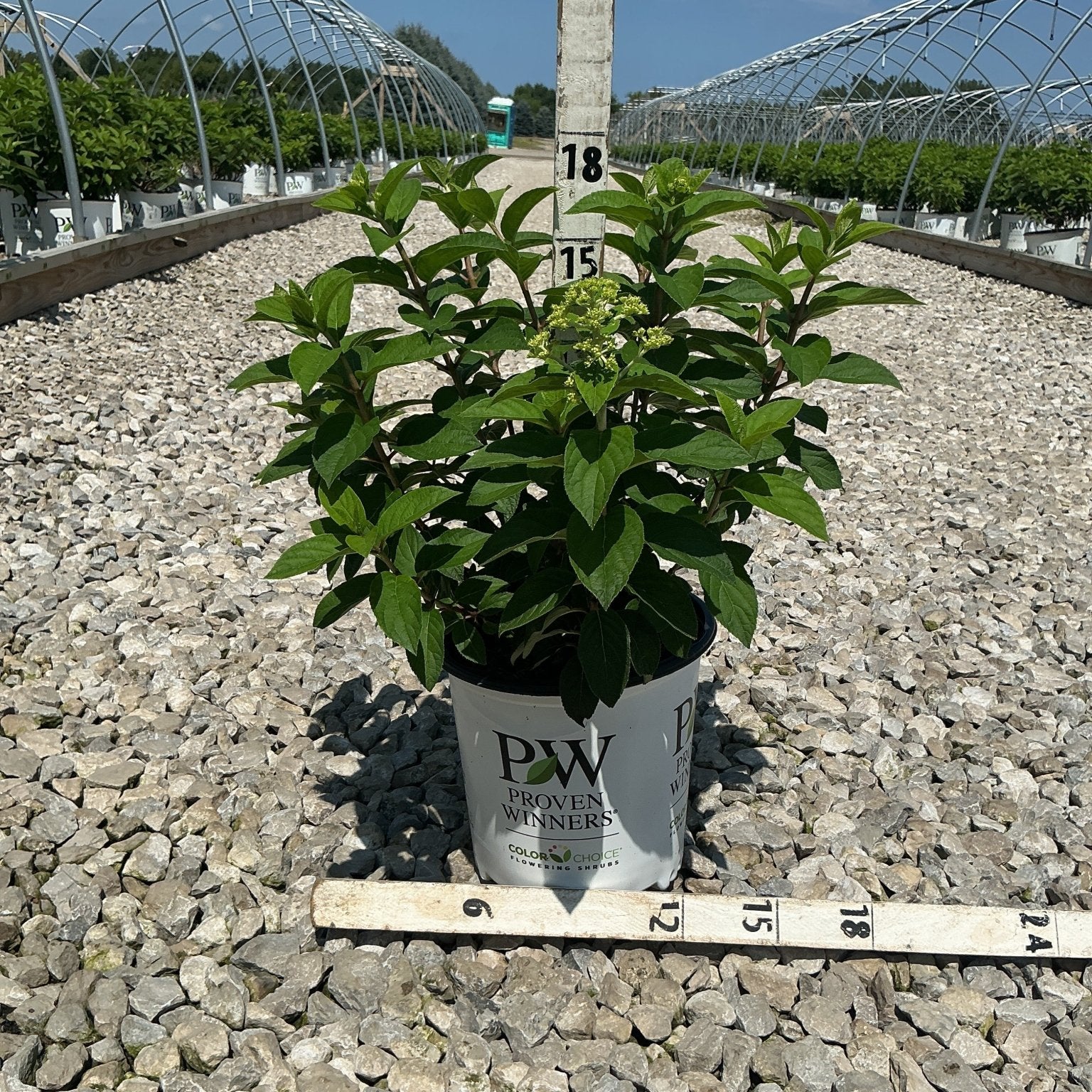 Bobo Panicle Hydrangea in a Proven Winners #2 container shown against a measurement stake at a nursery grow yard.
