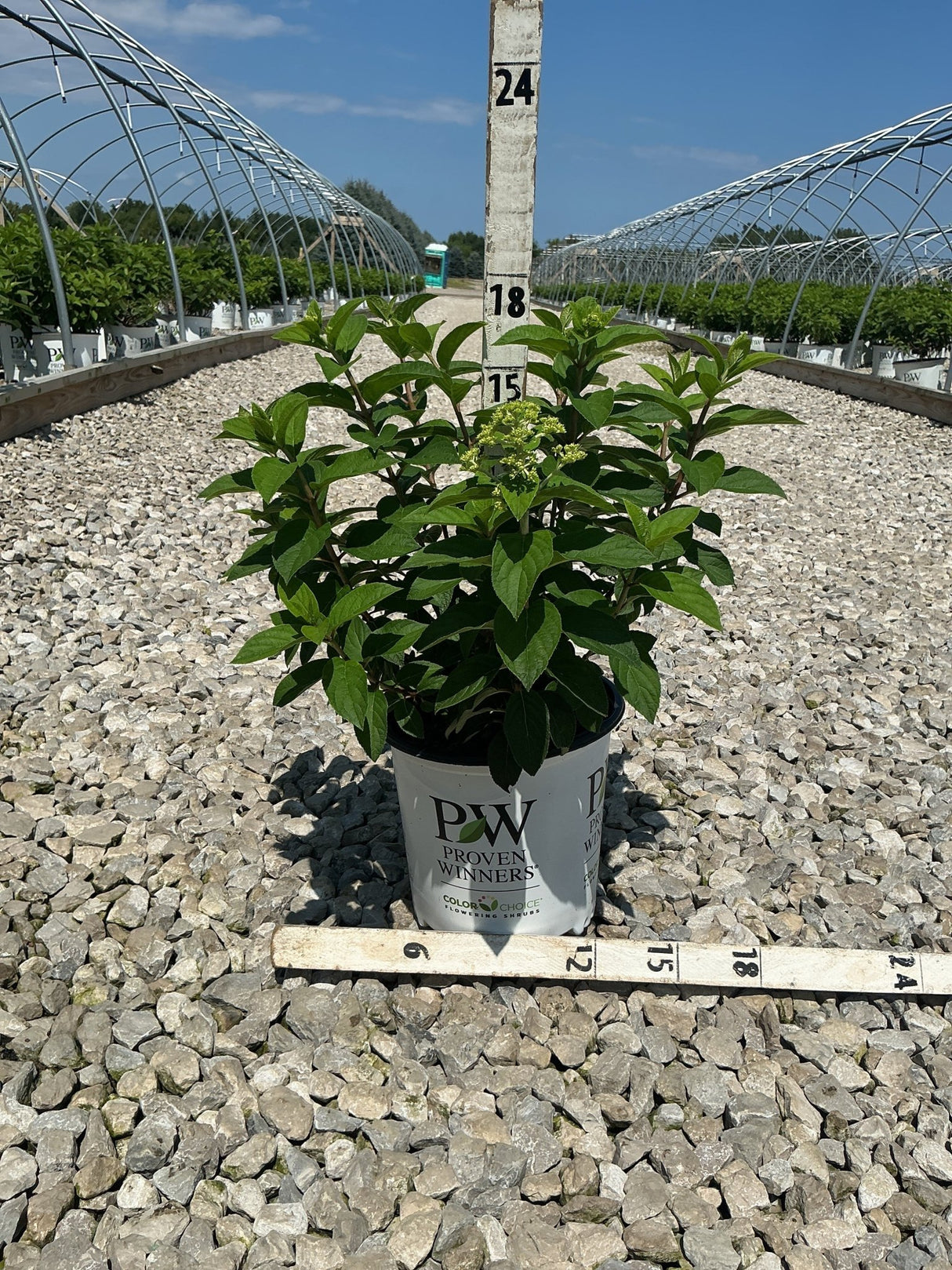 Bobo Panicle Hydrangea in a Proven Winners #2 container shown against a measurement stake at a nursery grow yard.