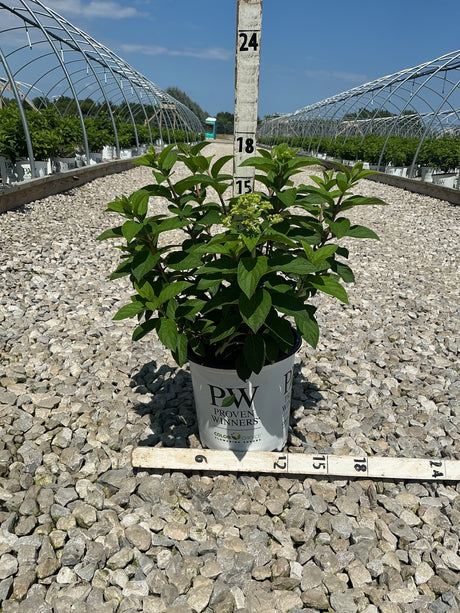 Bobo Panicle Hydrangea in a Proven Winners #2 container shown against a measurement stake at a nursery grow yard.