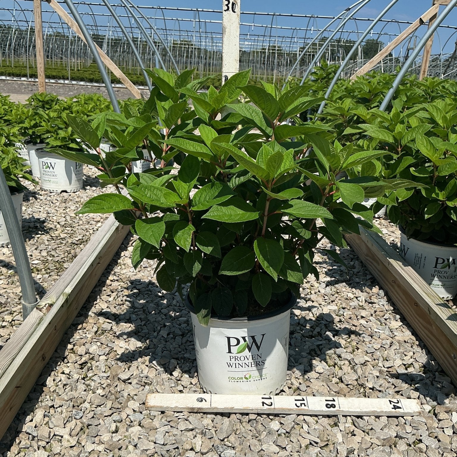 Quick Fire Panicle Hydrangea shrub in a Proven Winners #3 container, showing dense green foliage at a nursery growing facility.