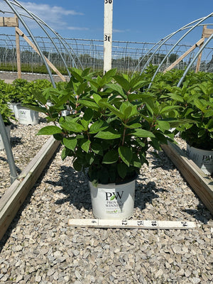 Quick Fire Panicle Hydrangea shrub in a Proven Winners #3 container, showing dense green foliage at a nursery growing facility.