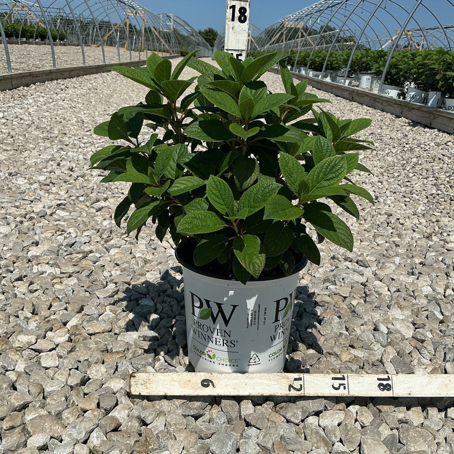Little Quick Fire Panicle Hydrangea shrub in a #2 Proven Winners container, shown against a gravel nursery bed with greenhouse structures behind.