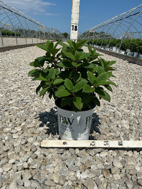 Little Quick Fire Panicle Hydrangea shrub in a #2 Proven Winners container, shown against a gravel nursery bed with greenhouse structures behind.