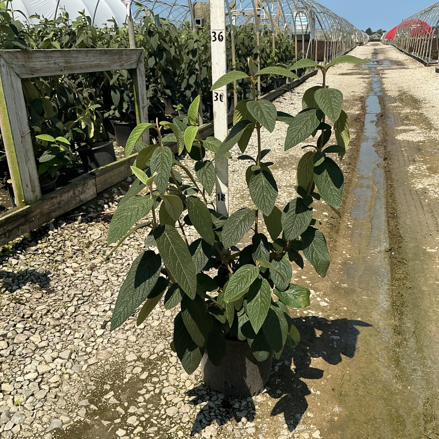 Alleghany Viburnum shrub in a #3 container at a nursery, showing dark textured foliage on upright stems.