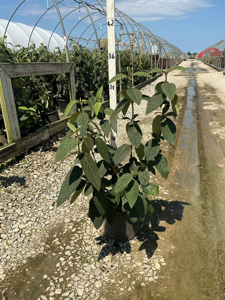 Alleghany Viburnum shrub in a #3 container at a nursery, showing dark textured foliage on upright stems.