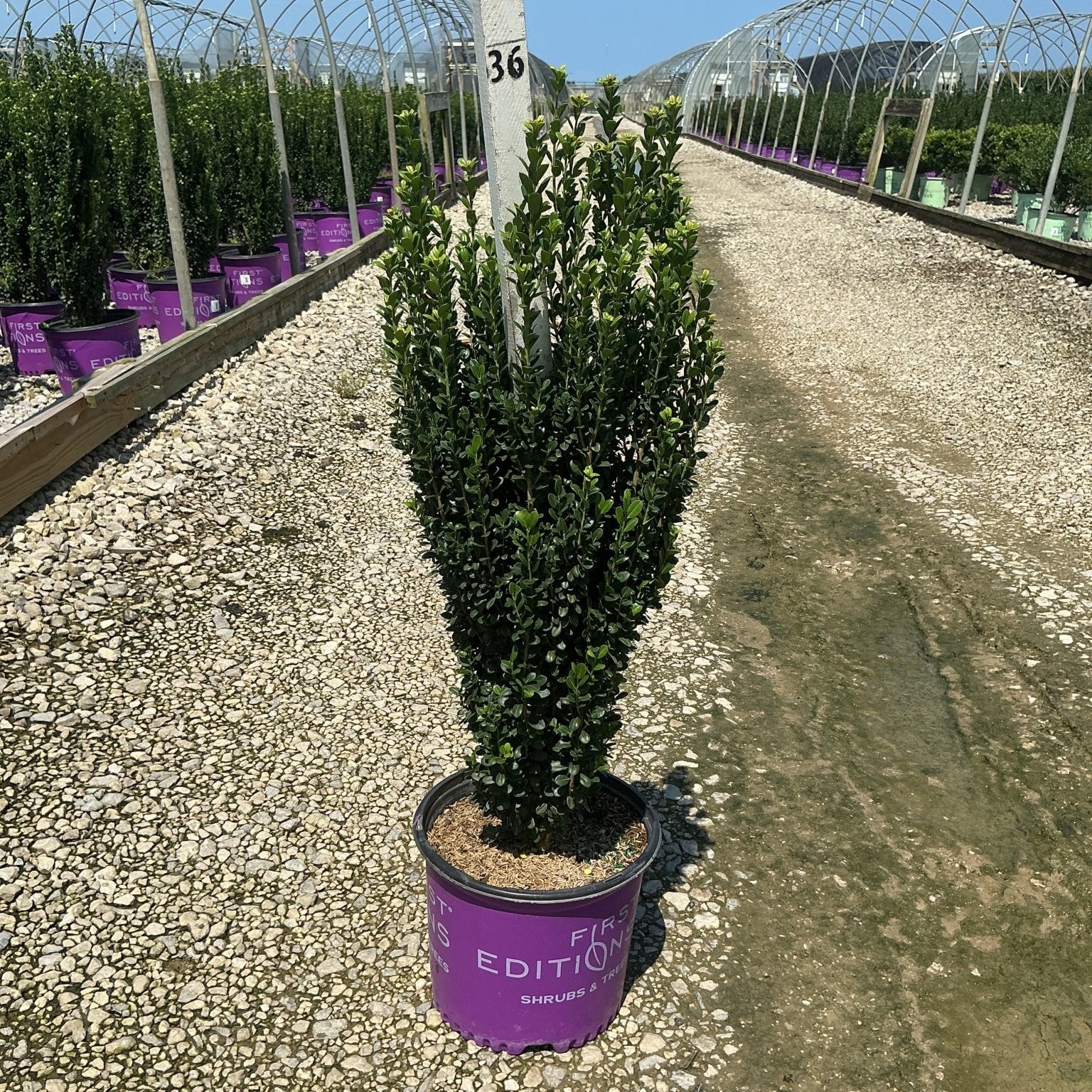 Straight and Narrow Japanese Holly in a #3 container showing dense columnar habit with dark green foliage at a nursery.