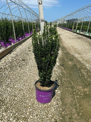 Straight and Narrow Japanese Holly in a #3 container showing dense columnar habit with dark green foliage at a nursery.
