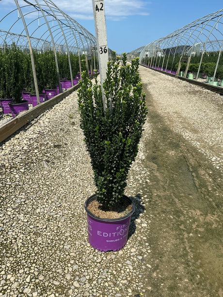 Straight and Narrow Japanese Holly in a #3 container showing dense columnar habit with dark green foliage at a nursery.