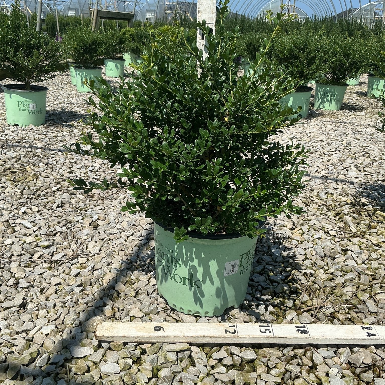 Winterscape Chilly Willy Japanese Holly in a #3 container at a nursery, showing dense dark green foliage on a rounded shrub.