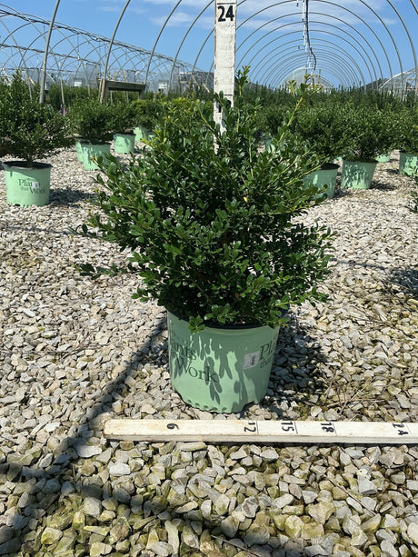 Winterscape Chilly Willy Japanese Holly in a #3 container at a nursery, showing dense dark green foliage on a rounded shrub.