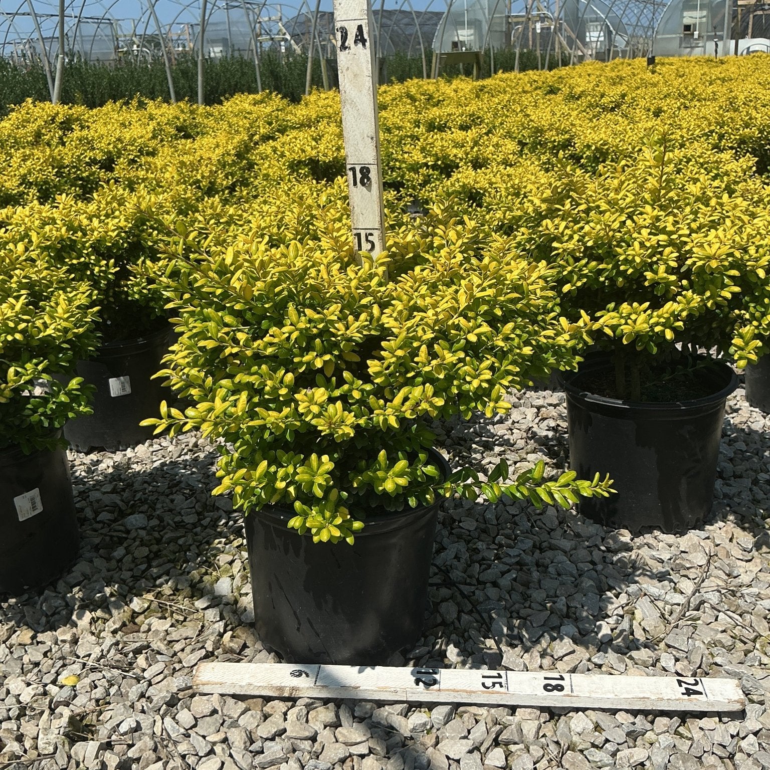 Drops of Gold Japanese Holly shrubs in black nursery containers display dense golden-yellow foliage at a greenhouse growing facility.
