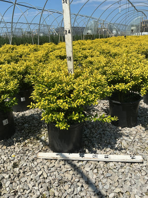 Drops of Gold Japanese Holly shrubs in black nursery containers display dense golden-yellow foliage at a greenhouse growing facility.