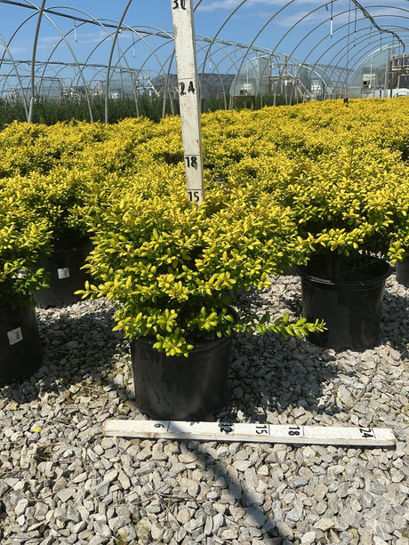 Drops of Gold Japanese Holly shrubs in black nursery containers display dense golden-yellow foliage at a greenhouse growing facility.