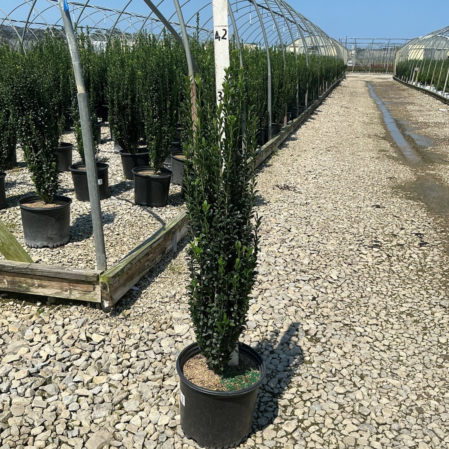 Sky Pencil Holly in a #3 container at a nursery, showing its narrow columnar habit and dense dark green foliage.