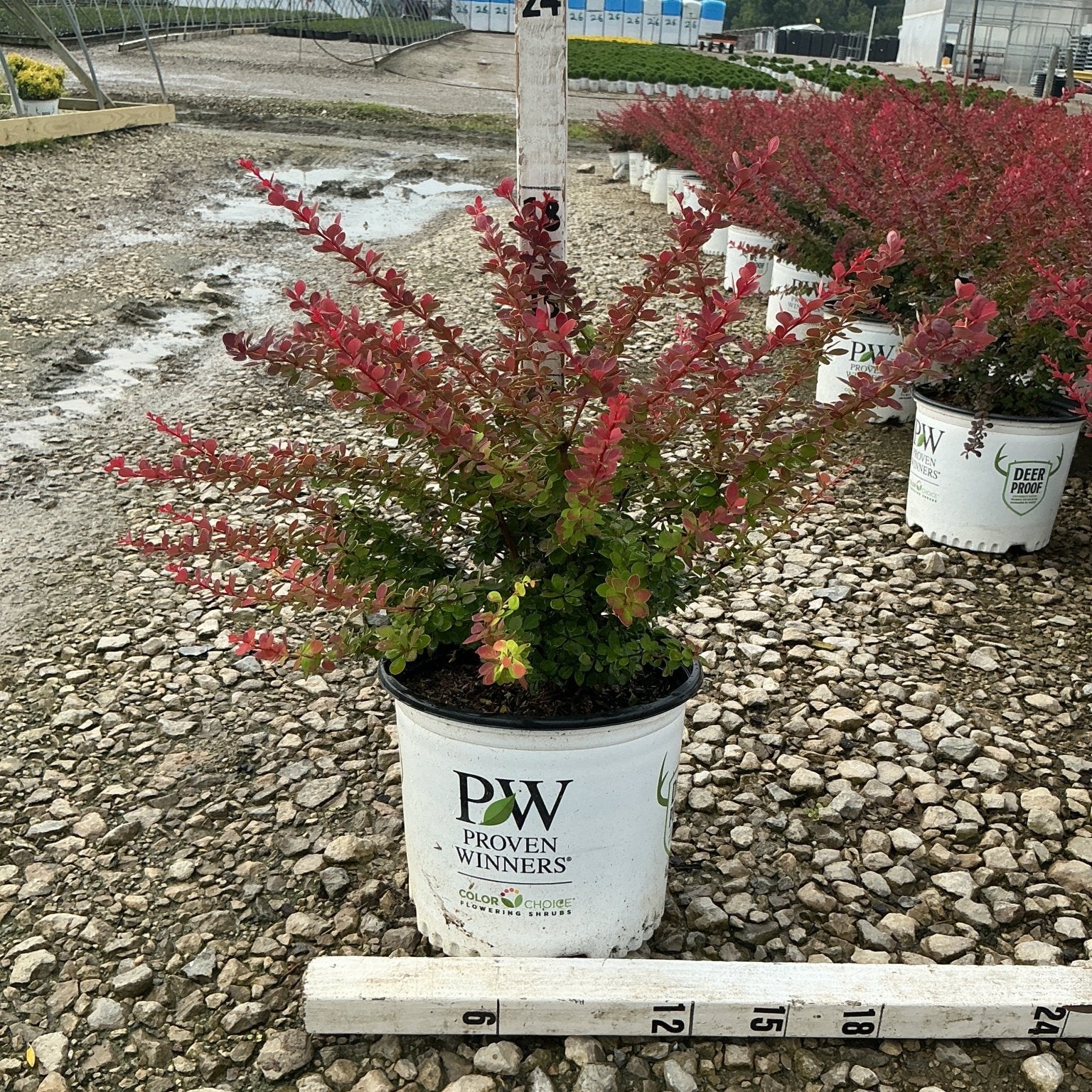 Sunjoy Tangelo Barberry shrub in a Proven Winners #3 container showing red and green foliage at a nursery.