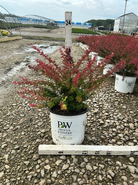 Sunjoy Tangelo Barberry shrub in a Proven Winners #3 container showing red and green foliage at a nursery.
