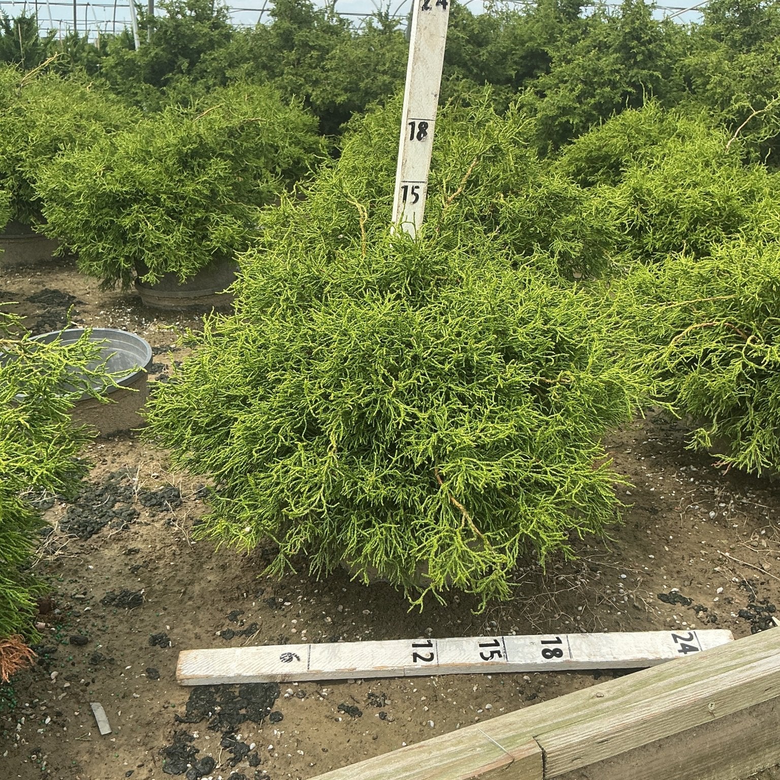 Contorted Hinoki False Cypress shrub with twisted green foliage growing in a nursery greenhouse, measured against a sizing stake.