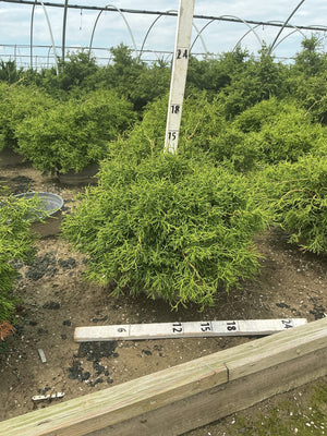 Contorted Hinoki False Cypress shrub with twisted green foliage growing in a nursery greenhouse, measured against a sizing stake.