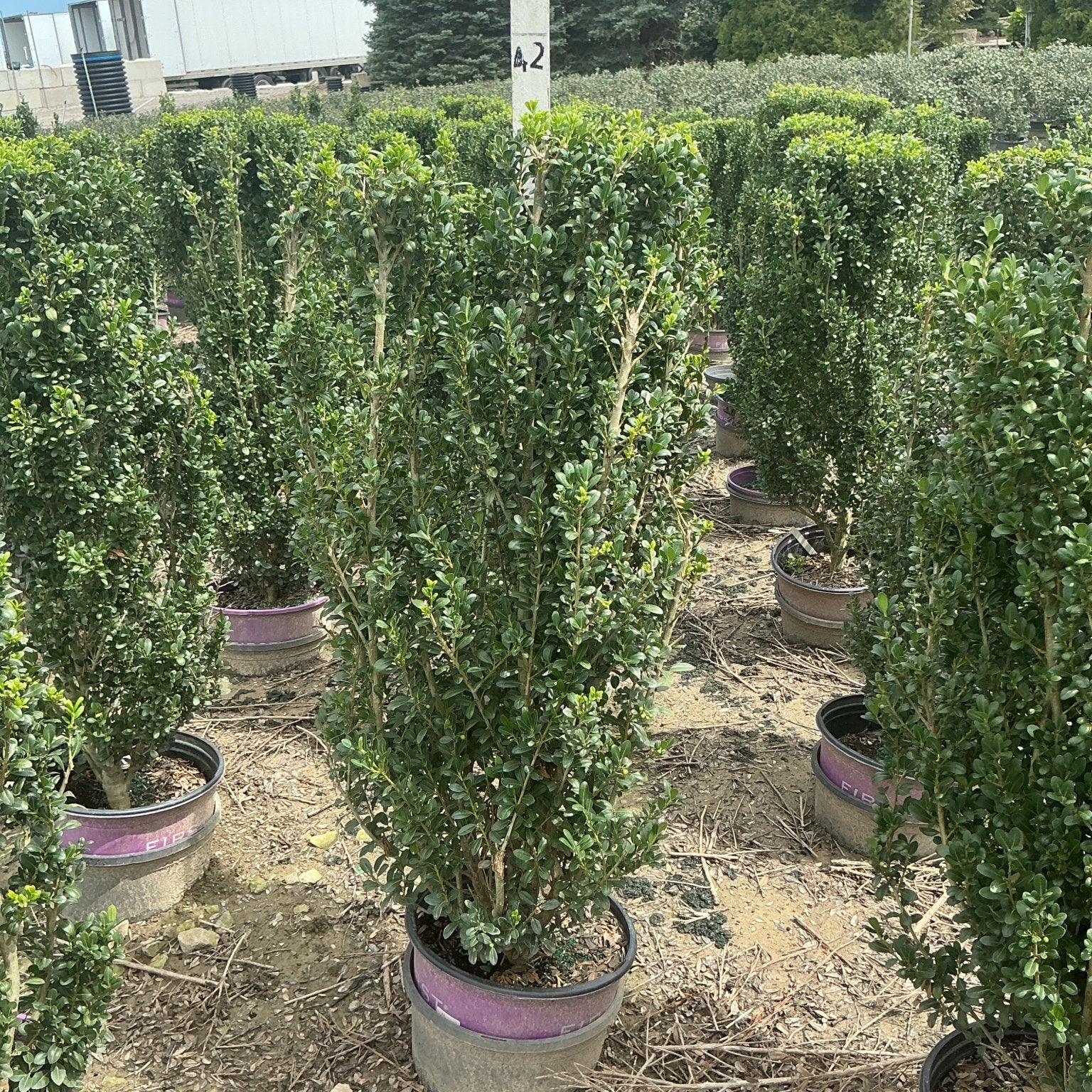 Chubby Hubby Japanese Holly shrubs growing in nursery containers, showing dense upright columnar green foliage habit.