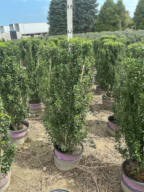 Chubby Hubby Japanese Holly shrubs growing in nursery containers, showing dense upright columnar green foliage habit.