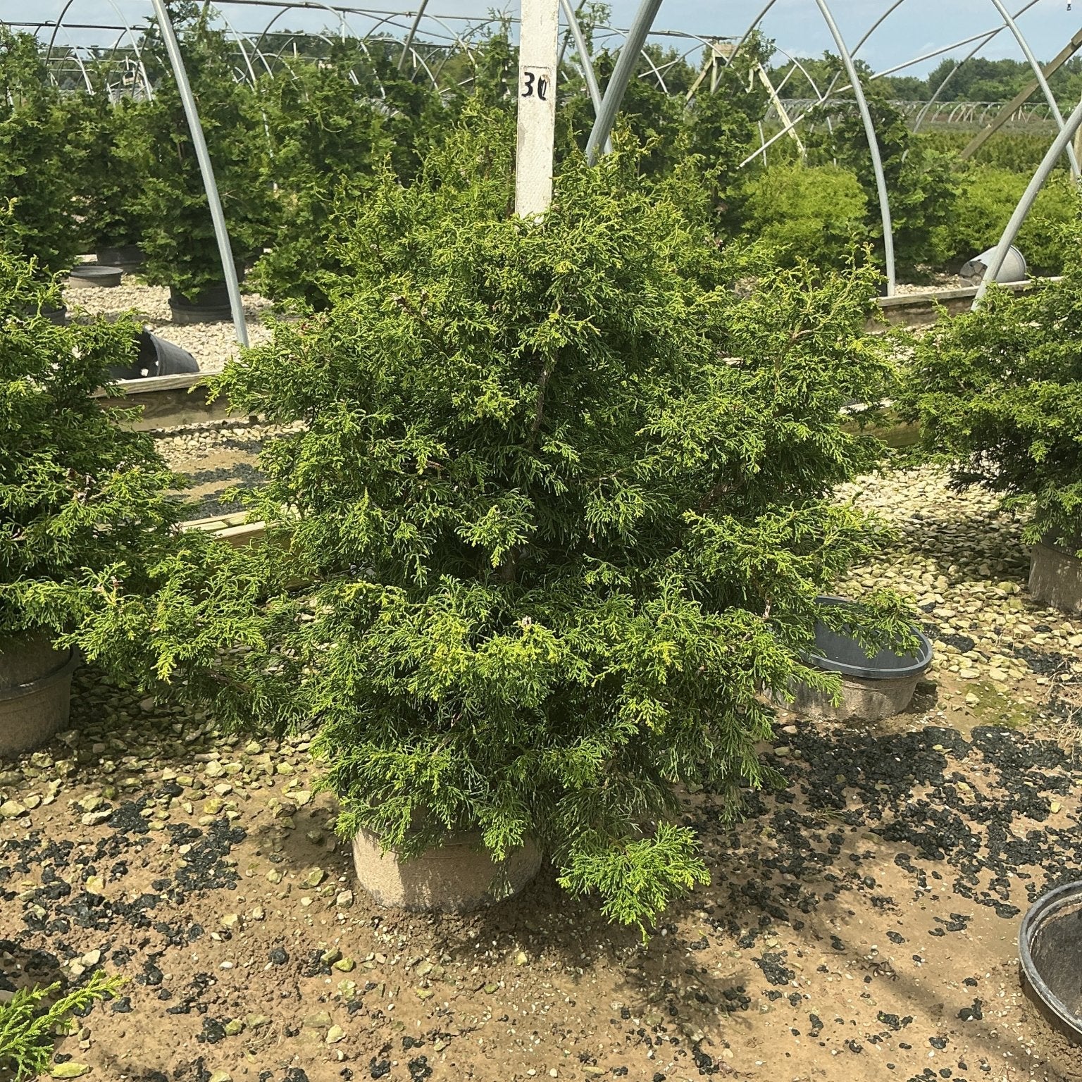 Twisted Hinoki False Cypress in a nursery container showing dense, layered green foliage with a conical habit.