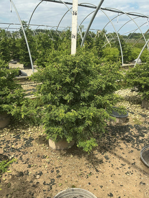 Twisted Hinoki False Cypress in a nursery container showing dense, layered green foliage with a conical habit.