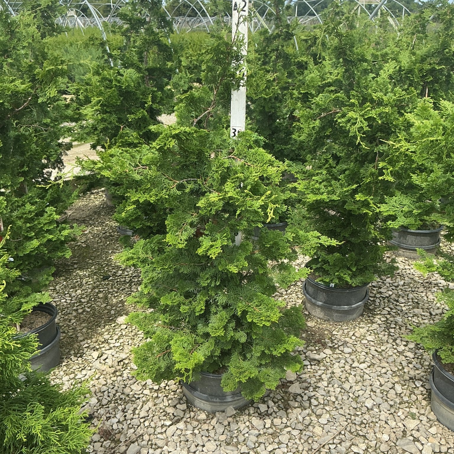 Compact Hinoki False Cypress in a #3 container at a nursery, showing dense layered green foliage and upright habit.