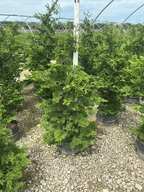 Compact Hinoki False Cypress in a #3 container at a nursery, showing dense layered green foliage and upright habit.